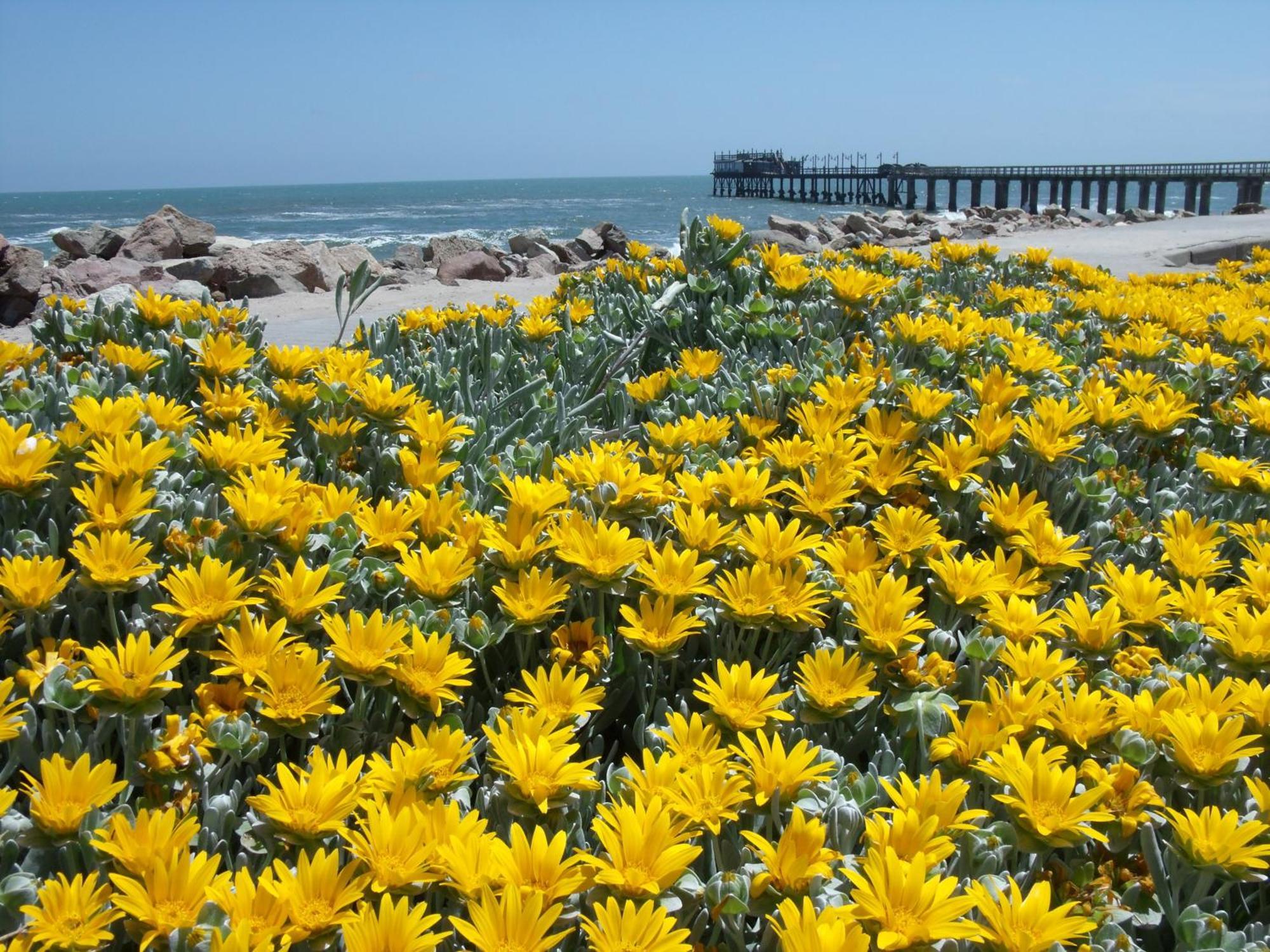 Chala-Kigi Apartments Swakopmund Dış mekan fotoğraf
